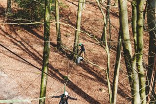 Website-TreeClimbing_JohnathanSwann_2024_080324_0573_1.jpg
